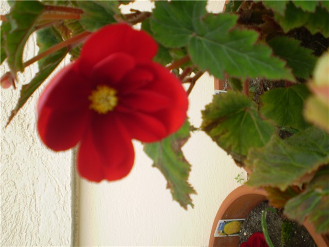 begonija